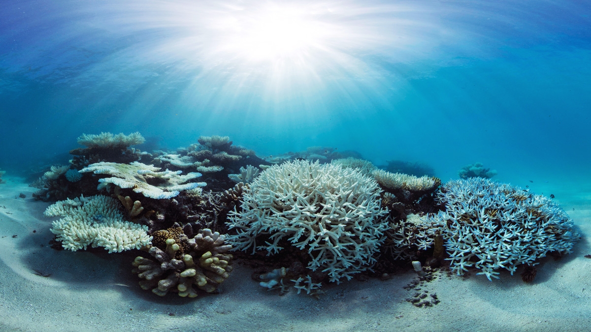 Coral-bleaching-main-1200x680-web