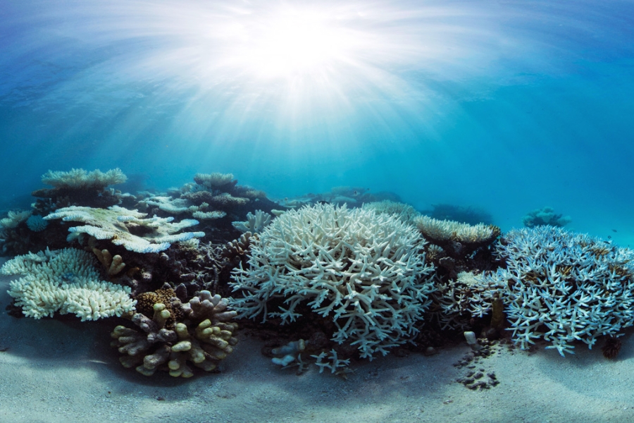 Coral-bleaching-main-1200x680-web