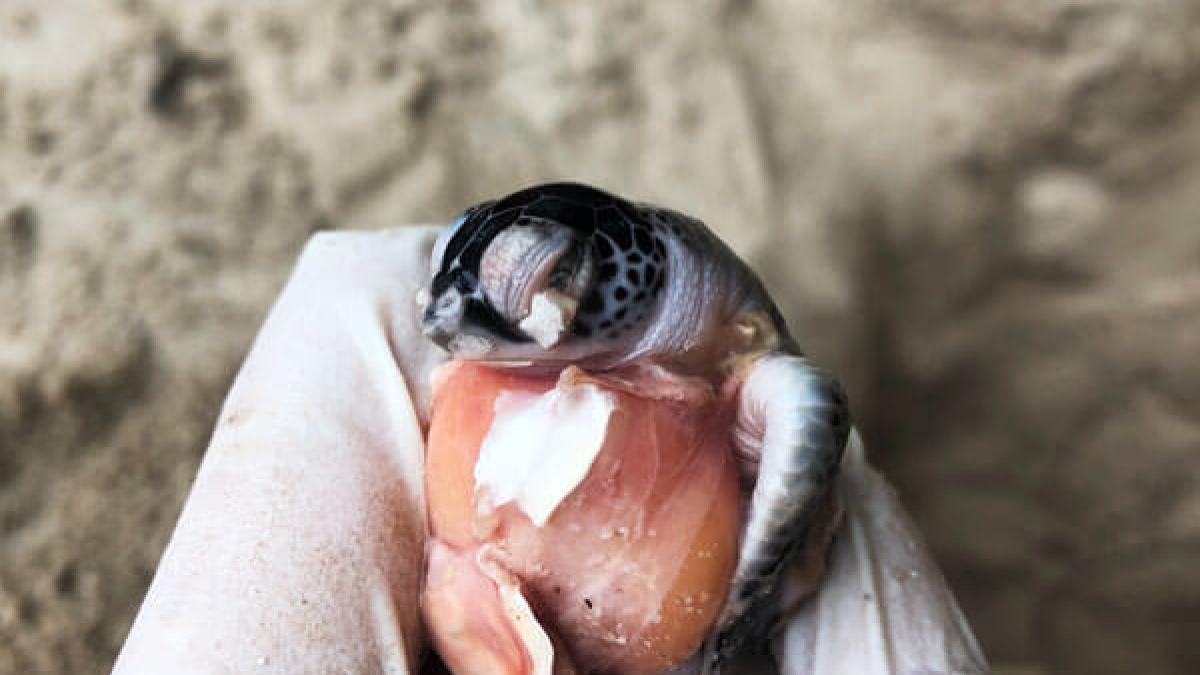 Image credit: Qianyu Pan