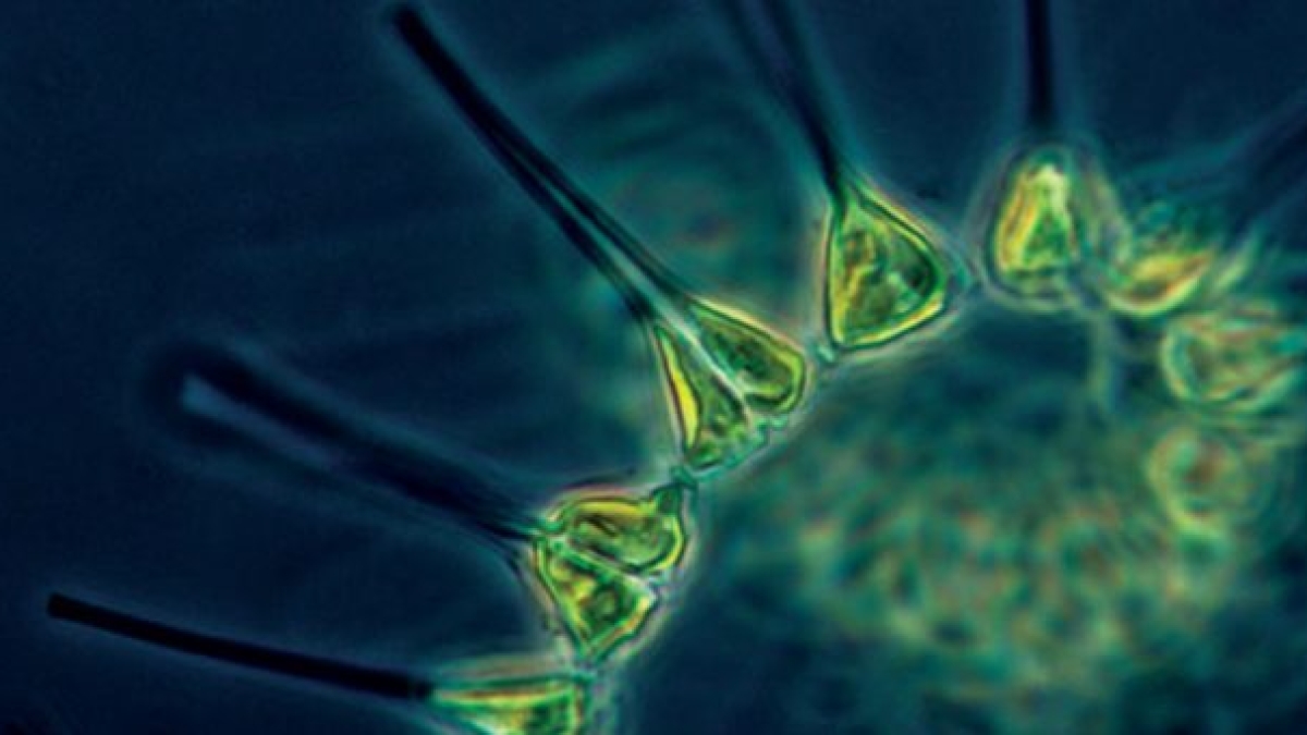 Image source: oceanservice.noaa.gov