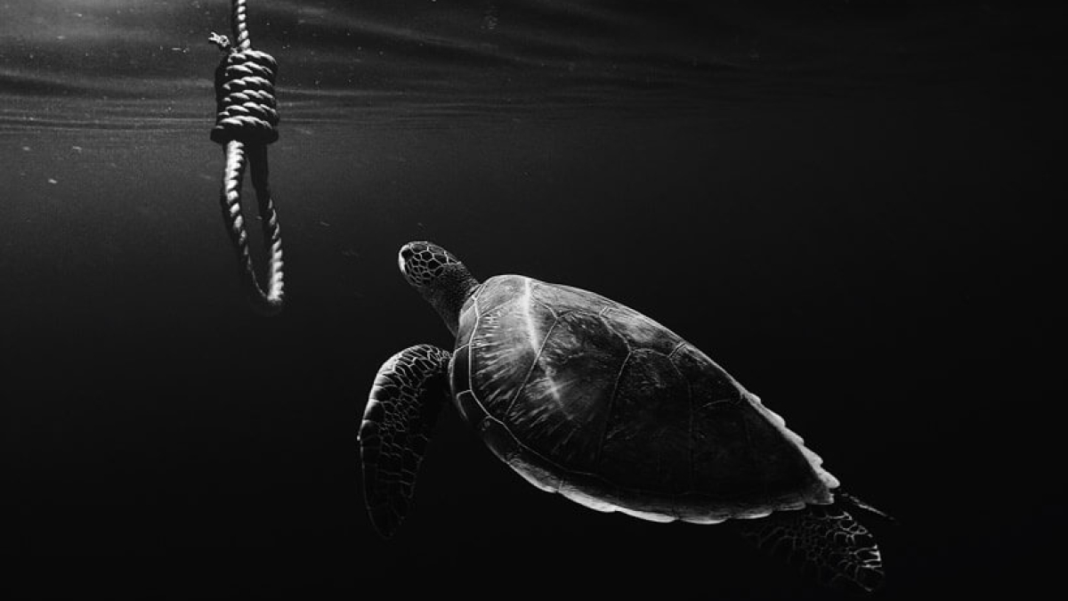 turtle-tag-anna-wangler-329988-unsplash