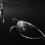 Turtle Tagging – A Conservation Ethical Dilemma?