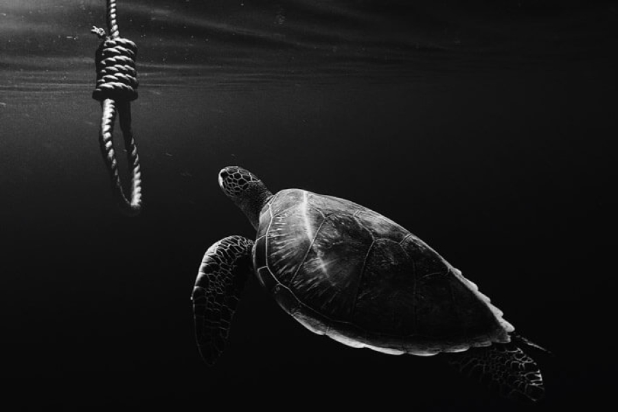 turtle-tag-anna-wangler-329988-unsplash