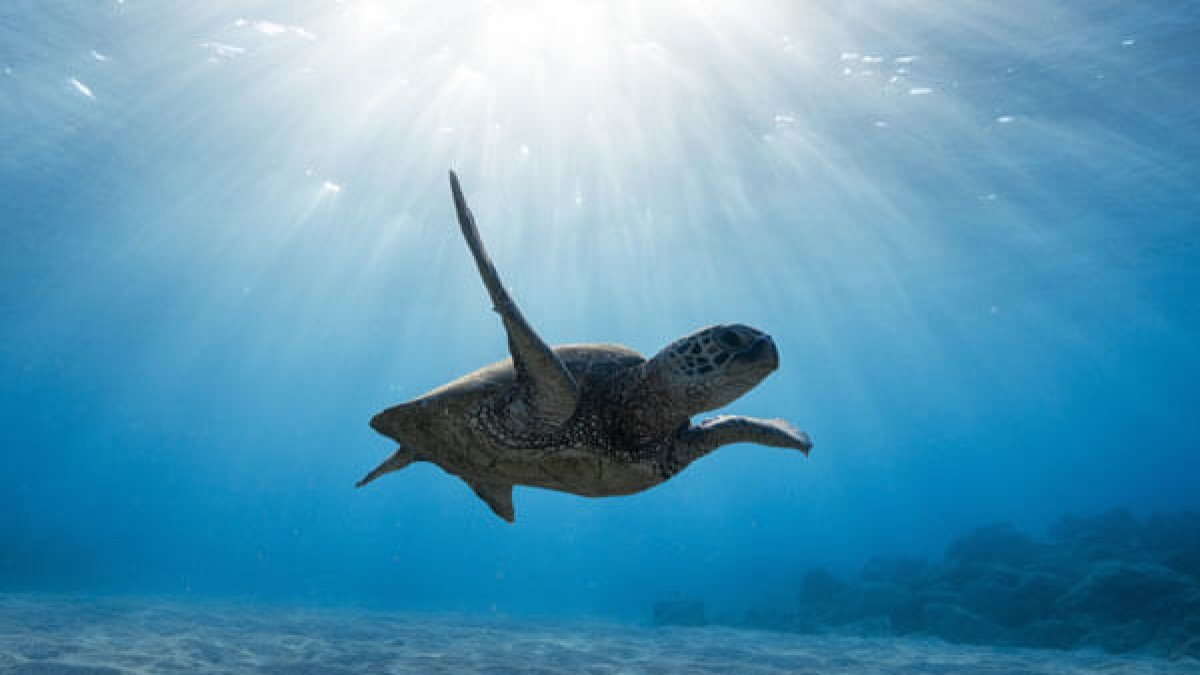 Image credit: Jeremy Bishop